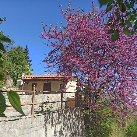 ספארטי Forestrock Studio For Sale Too מראה חיצוני תמונה