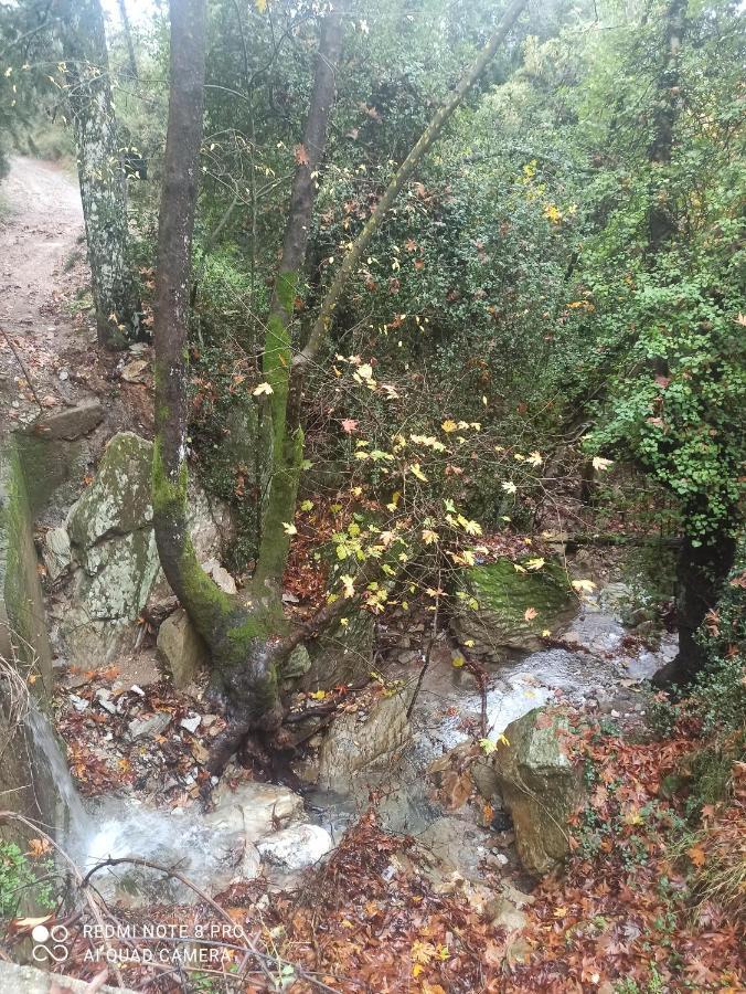 ספארטי Forestrock Studio For Sale Too מראה חיצוני תמונה